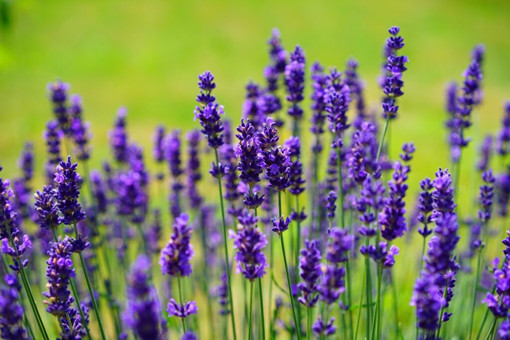 Blühender Lavendel im Sommer