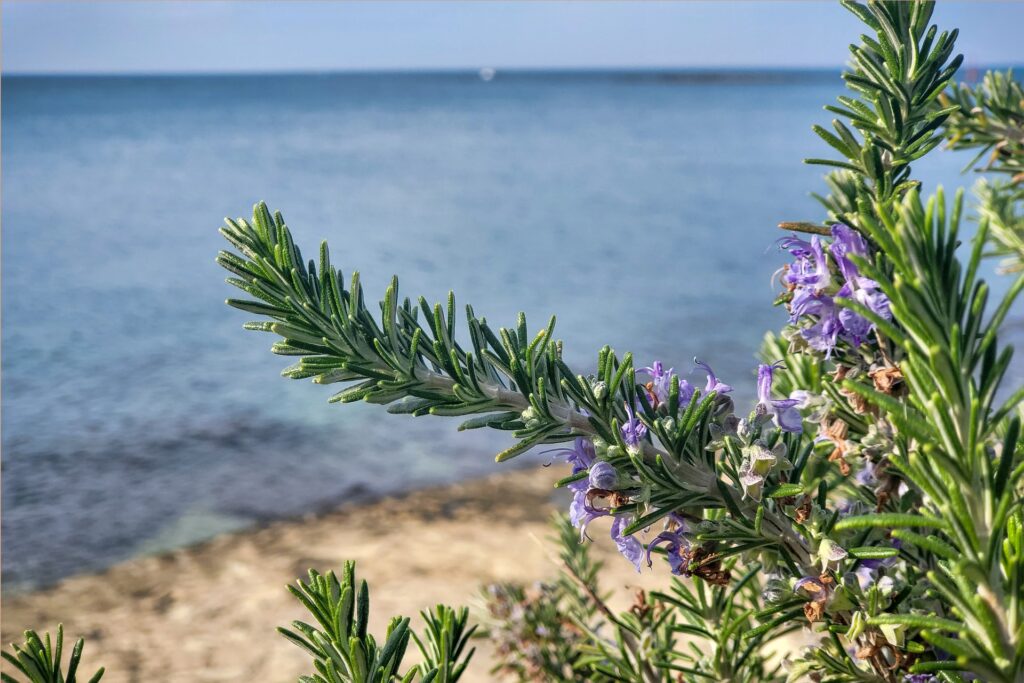 Blühender Rosmarin am Meer