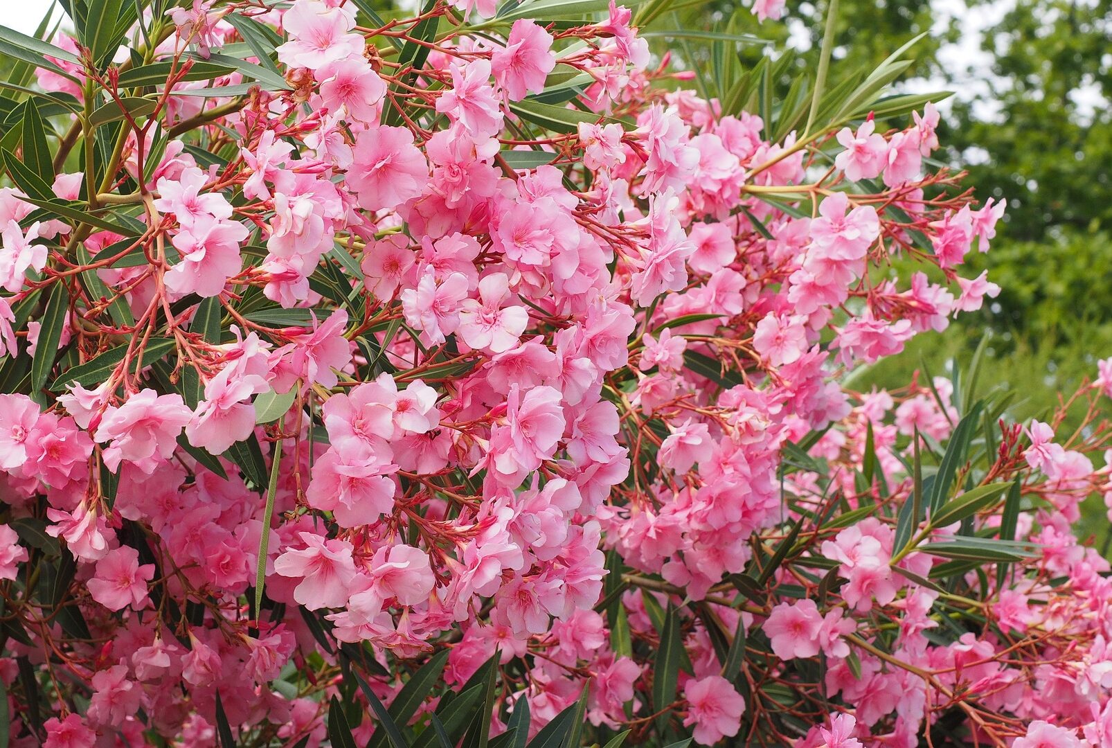 Oleander pflegen -blühender Oleander