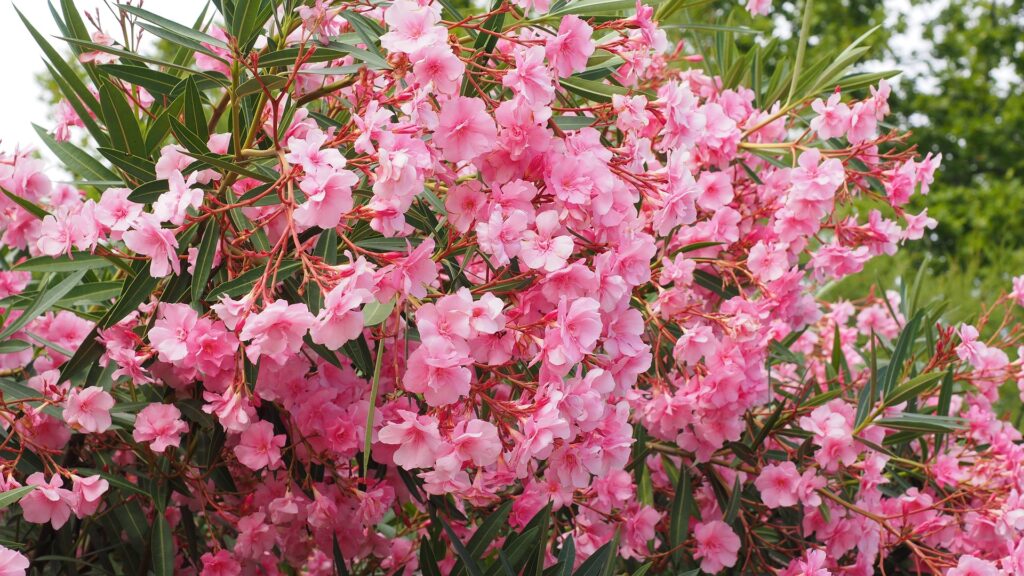 Oleander blühend im Sommer