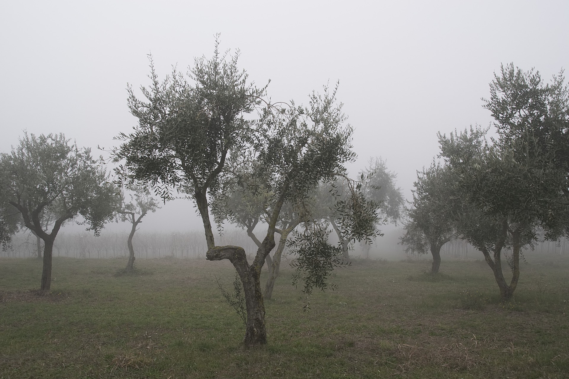 Olivenbäume richtig überwintern