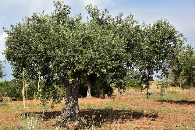 Olivenbaum im Sommer im freien