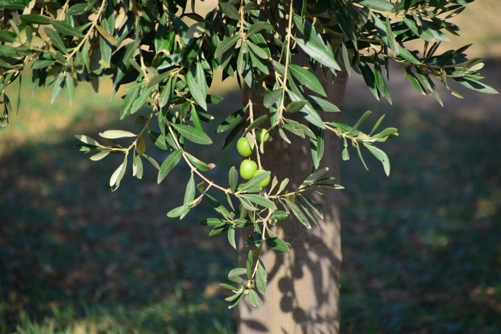 Olivenbaum im Sommer