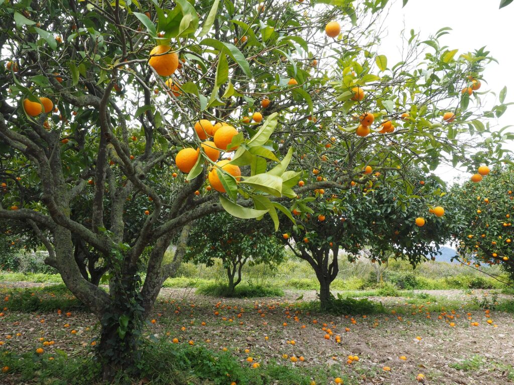 Orangenbaum mit hängenden Orangen und anderen Orangenbäumen im Sommer auf einer Orangenbaumplantage