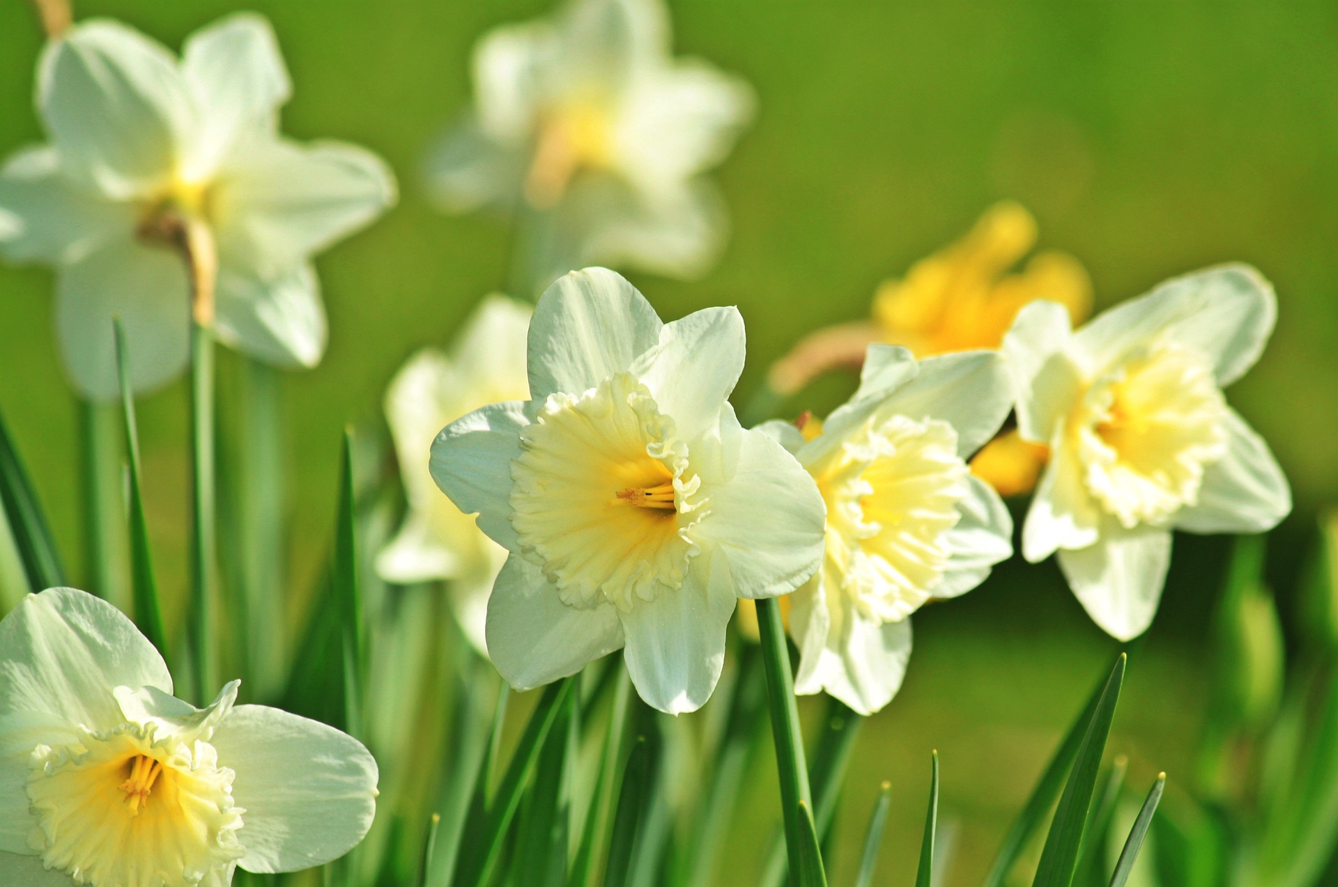 Narzissen-Pflege: So verwöhnt ihr eure Blumen und lasst sie strahlen